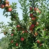 Dame Farm & Orchards photo