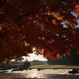 Dame Farm & Orchards photo