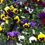 Farmer Girl Exotic Gardens photo