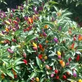 Farmer Girl Exotic Gardens photo