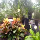 Farmer Girl Exotic Gardens photo