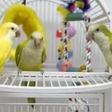 Farmer Girl Exotic Gardens photo