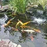 Farmer Girl Exotic Gardens photo