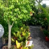 Farmer Girl Exotic Gardens photo