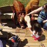 Coon Hollo Corn Maze photo