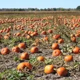 Warmbier Farms photo