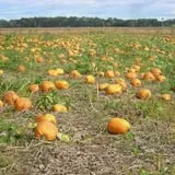 Warmbier Farms photo