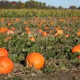Warmbier Farms photo