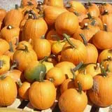 Warmbier Farms photo