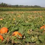 Warmbier Farms photo