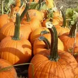 Warmbier Farms photo
