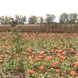 Warmbier Farms photo