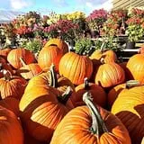 Warmbier Farms photo