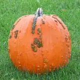 Warmbier Farms photo
