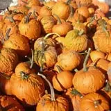 Warmbier Farms photo