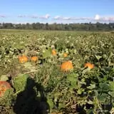 The Farm at Swan's Trail photo