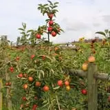 The Farm at Swan's Trail photo