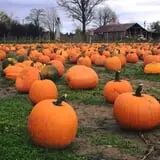 The Farm at Swan's Trail photo