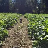 Pumpkin Hollow Nickerson photo