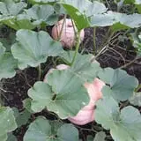 Pumpkin Hollow Nickerson photo