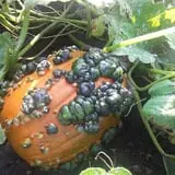Pumpkin Hollow Nickerson photo