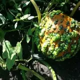 Pumpkin Hollow Nickerson photo