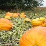 Pumpkin Hollow Nickerson photo