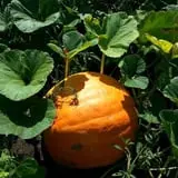 Pumpkin Hollow Nickerson photo