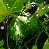 Pumpkin Hollow Nickerson photo