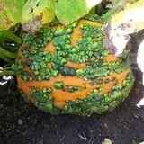 Pumpkin Hollow Nickerson photo