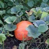 Pumpkin Hollow Nickerson photo