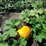 Pumpkin Hollow Nickerson photo