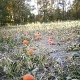 Pumpkin Hollow Nickerson photo