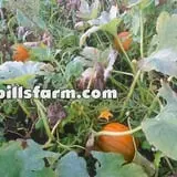 Uncle Bill's Farm photo