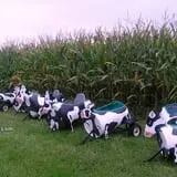 Uncle Bill's Farm photo