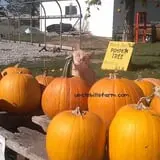 Uncle Bill's Farm photo