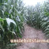 Uncle Bill's Farm photo