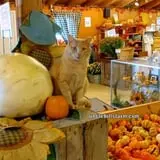 Uncle Bill's Farm photo