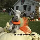 Uncle Bill's Farm photo
