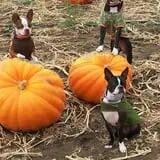 Uncle Bill's Farm photo