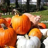 Uncle Bill's Farm photo
