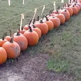 Corndodgers Farm  photo