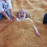 Corndodgers Farm  photo