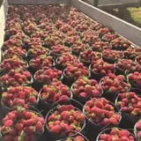 Howard Family Farm photo