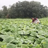 Howard Family Farm photo