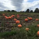 Howard Family Farm photo