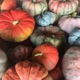 Howard Family Farm photo