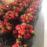 Howard Family Farm photo