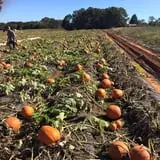 Howard Family Farm photo