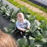 Howard Family Farm photo